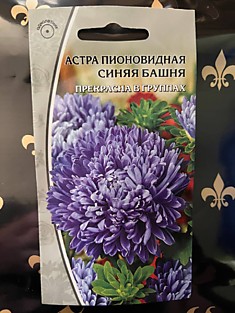 Астра Пионовидная синяя башня